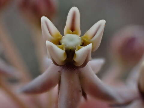 Asclepias multicaulis (E. Mey.) Schltr. resmi