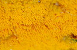 Image of Phlebia subceracea (Wakef.) Nakasone 2003