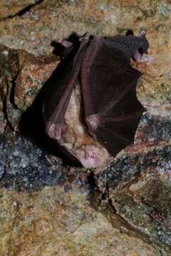 Image of Greater Horseshoe Bat