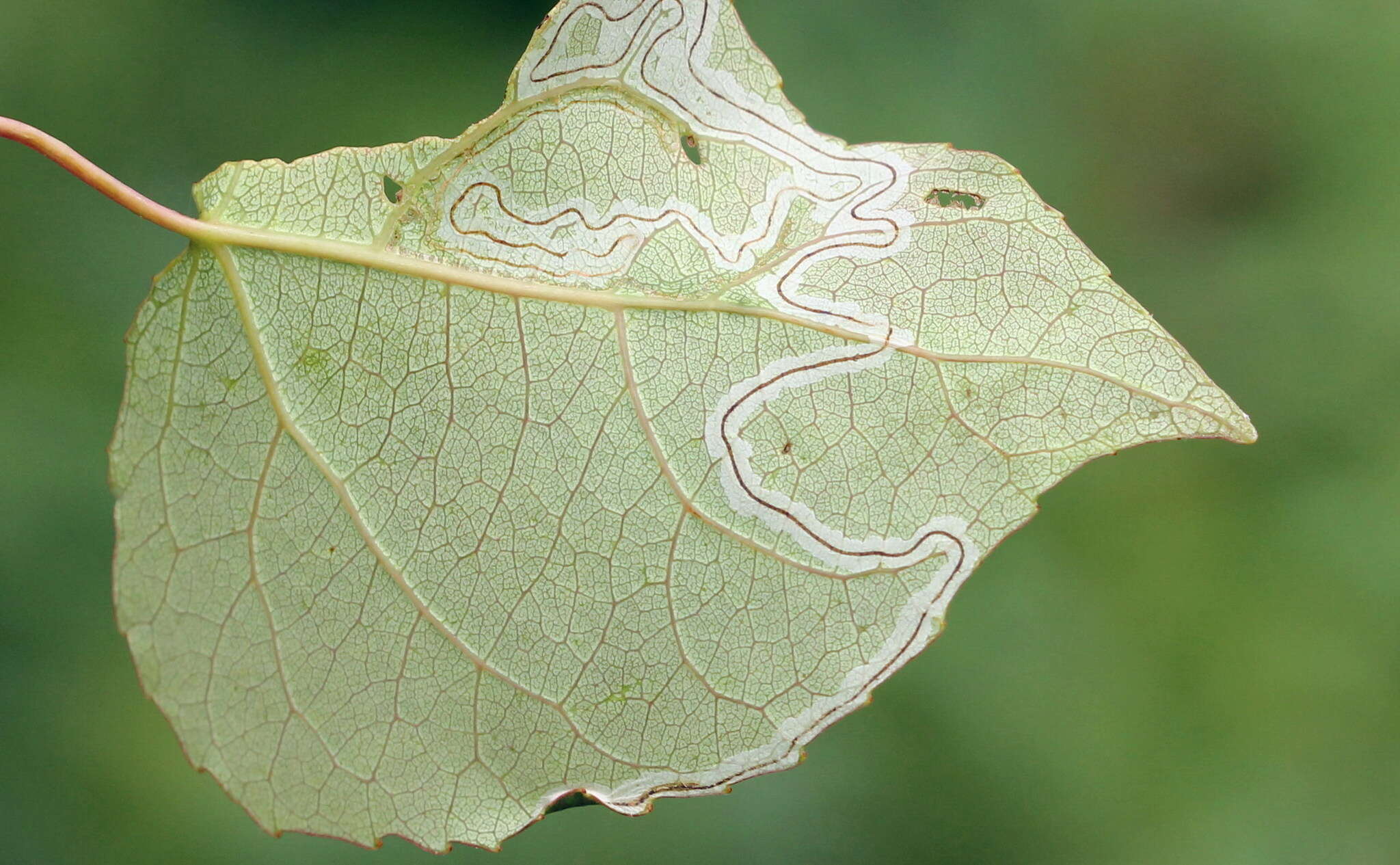 Image of Phyllocnistis labyrinthella (Bjerkander 1790)