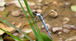 Image de Libellula flavida Rambur 1842