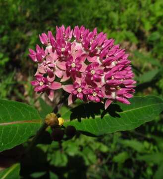 Image of purple milkweed