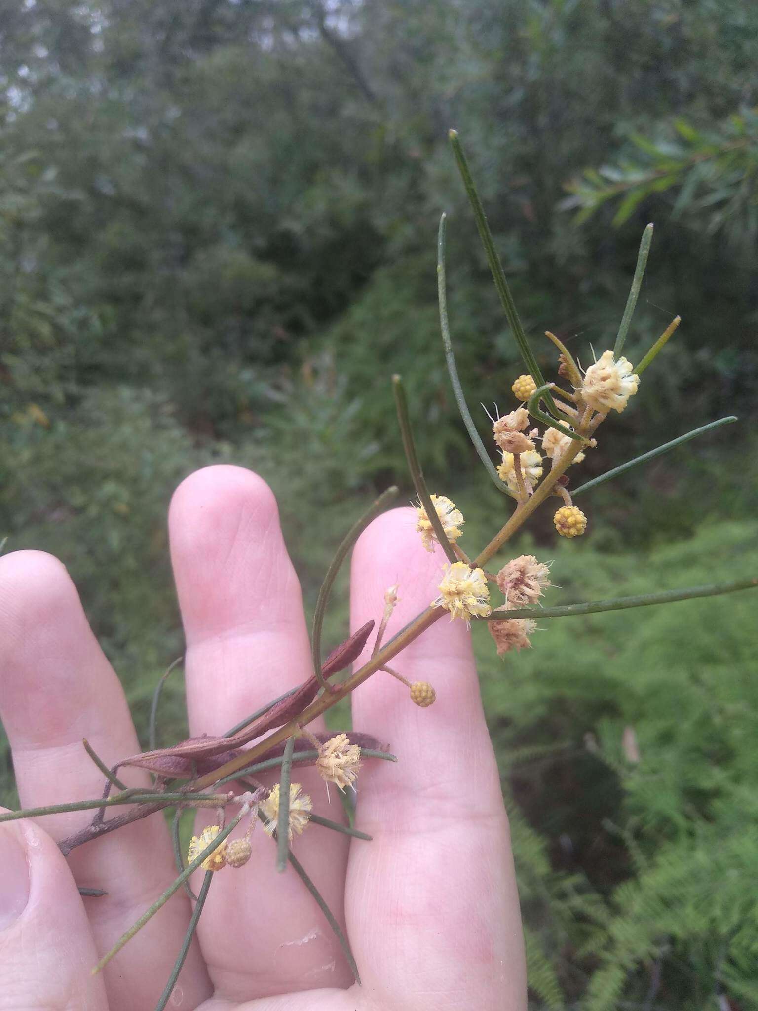 Image of Acacia ptychoclada Maiden & Blakely