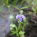 Image of Vandellia scapigera (R. Br.) Benth.