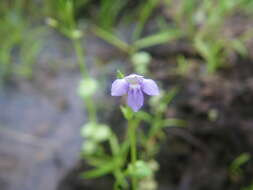 Vandellia scapigera (R. Br.) Benth. resmi
