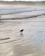 Image of Chatham Island Pied Oystercatcher