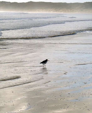 Image of Chatham Island Pied Oystercatcher