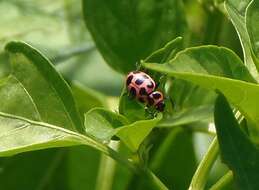 Image of Spotted Lady Beetle