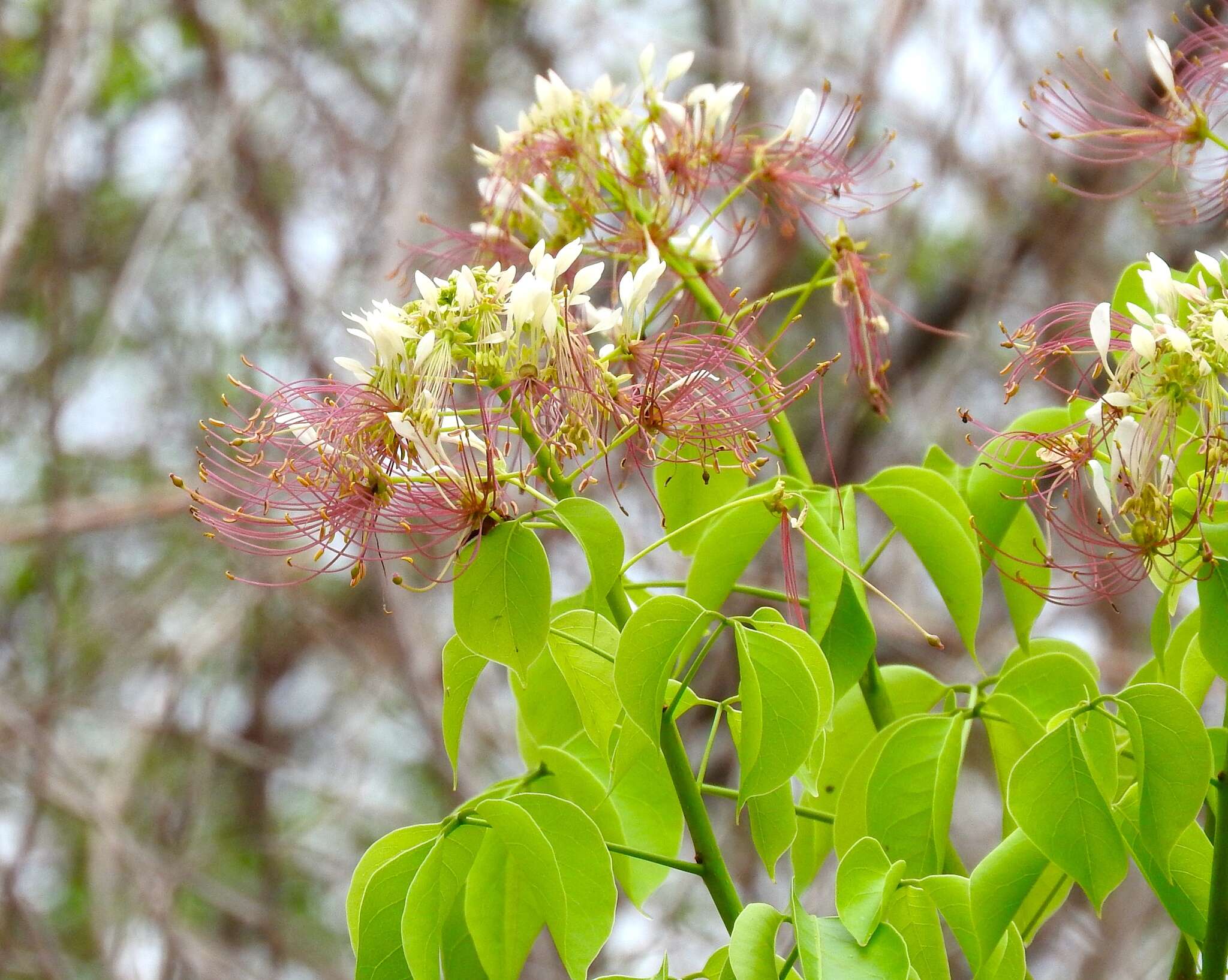 Image of Crateva tapia L.