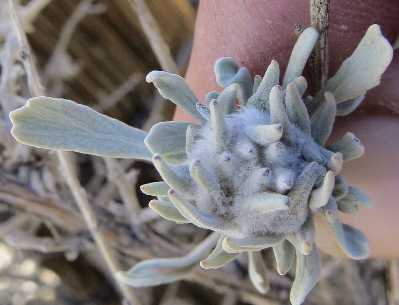 Plancia ëd Rhopalomyia anthoides Gagne 1983