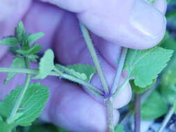 Image of field woundwort