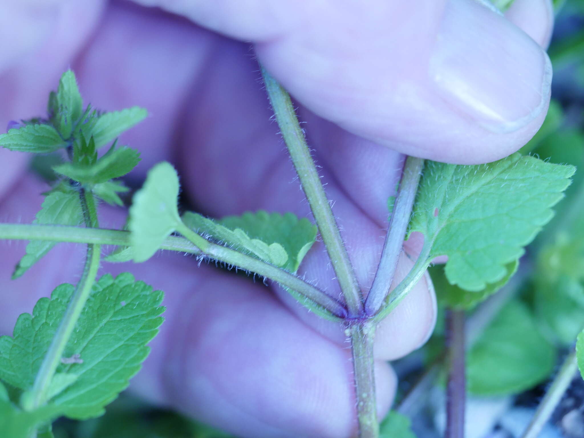 Imagem de Stachys arvensis (L.) L.