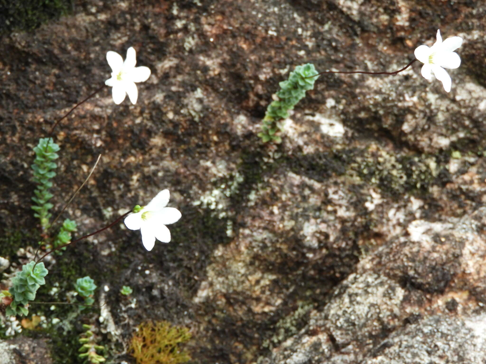 Image of Forstera sedifolia Forst. fil.