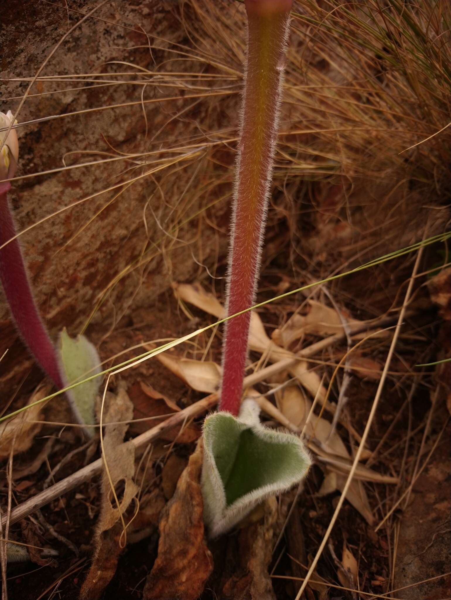 Image of Haemanthus humilis subsp. hirsutus (Baker) Snijman