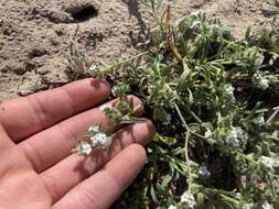 Image de Cryptantha arenophila Rebman & M. G. Simpson