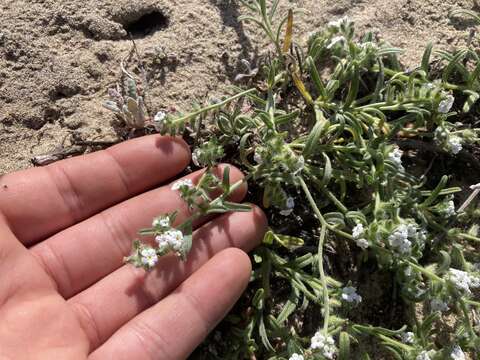 Plancia ëd Cryptantha arenophila Rebman & M. G. Simpson