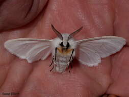 Image of Agreeable Tiger Moth