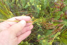 Image of Chironia jasminoides L.