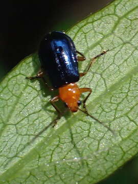 Image of <i>Paragetocera involuta</i> Laboissiere 1929