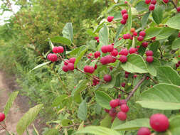 Image of Manchurian honeysuckle