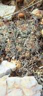 Image of Hester's foxtail cactus