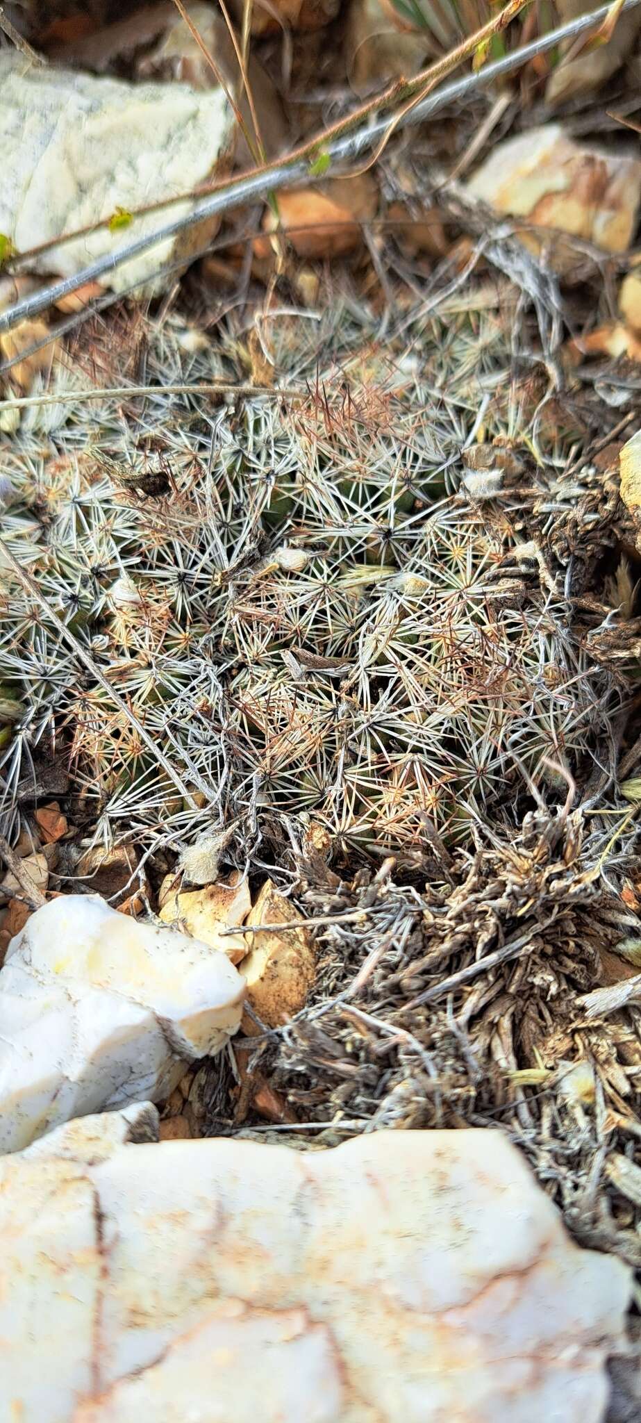 Image of Hester's foxtail cactus