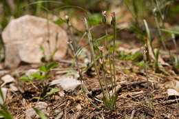 Leibnitzia lyrata (Sch. Bip.) G. L. Nesom resmi