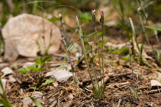 Leibnitzia lyrata (Sch. Bip.) G. L. Nesom resmi