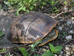 Imagem de Deirochelys reticularia chrysea Schwartz 1956