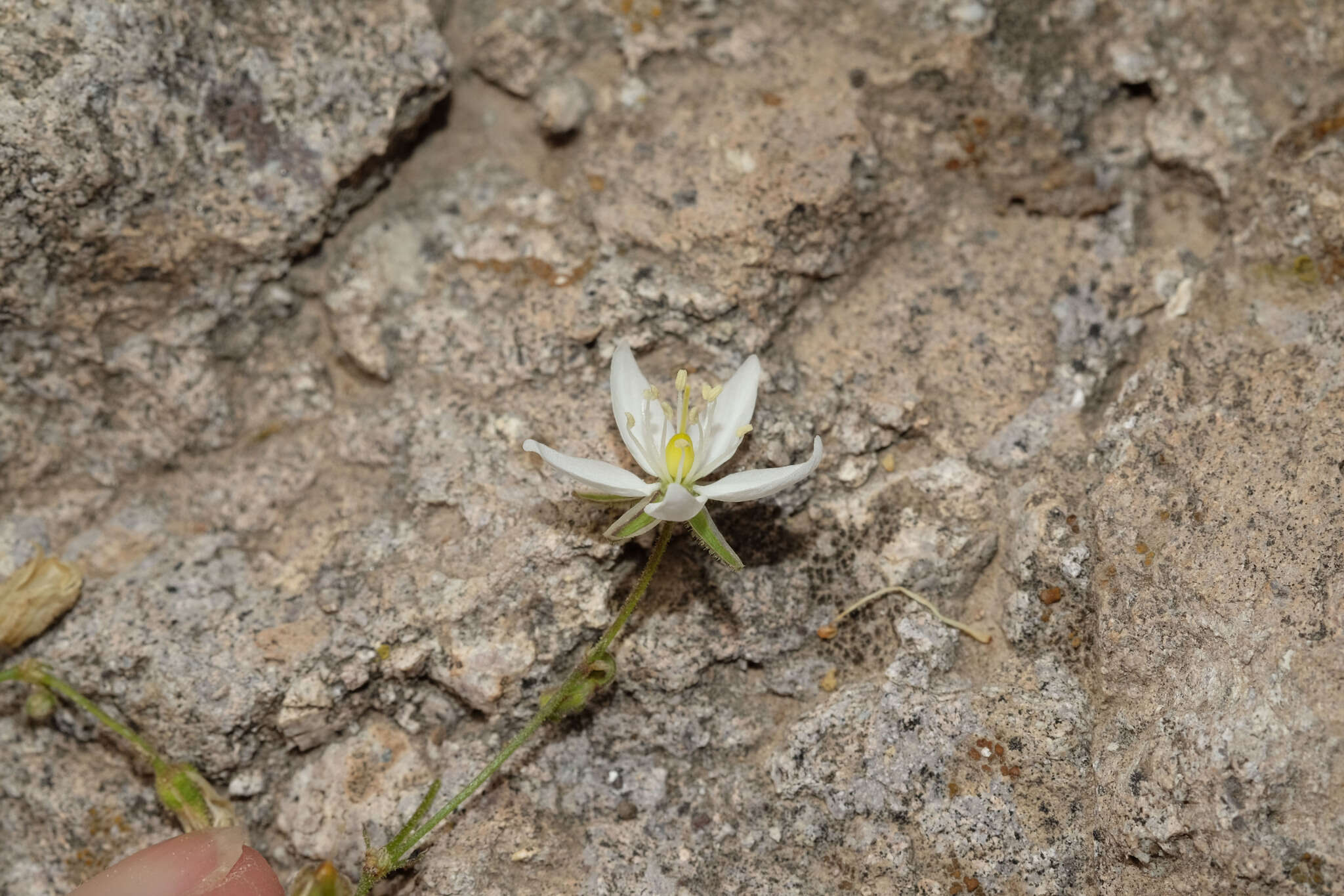 Image of Spergularia fasciculata Phil.