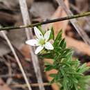 Image of Rhytidosporum diosmoides (Putt.) L. W. Cayzer, M. D. Crisp & I. R. H. Telford