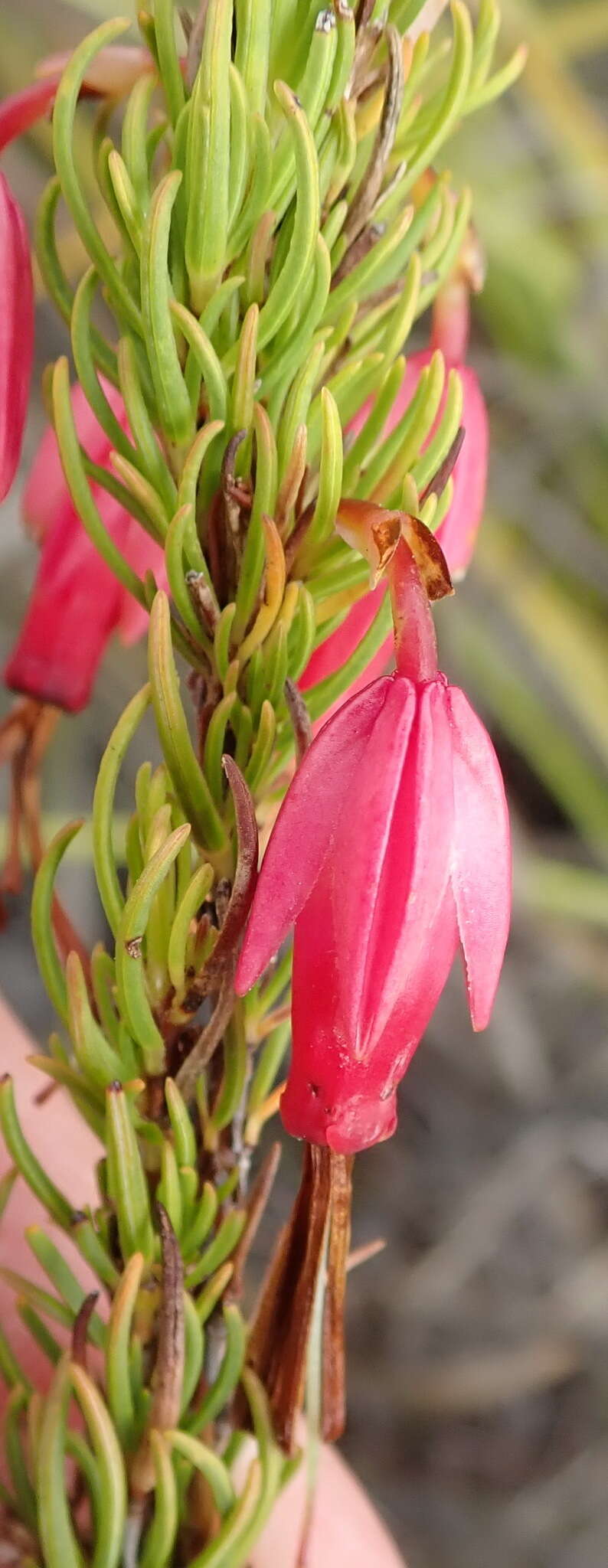 Plancia ëd Erica plukenetii subsp. penicillata (Andrews) E. G. H. Oliv. & I. M. Oliv.