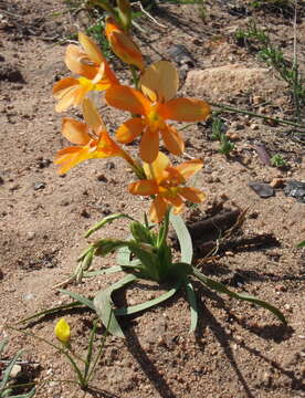 Image of Tritonia securigera (Aiton) Ker Gawl.