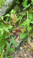 Imagem de Orobanche reticulata Wallr.