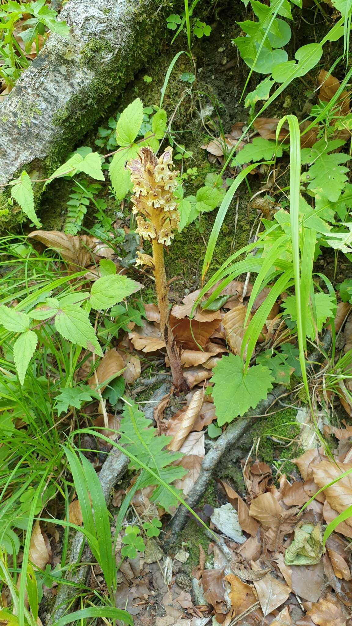 Imagem de Orobanche reticulata Wallr.