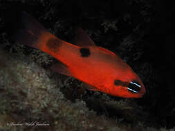 Image of Flamefish