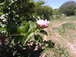 Imagem de Pereskia sacharosa Griseb.