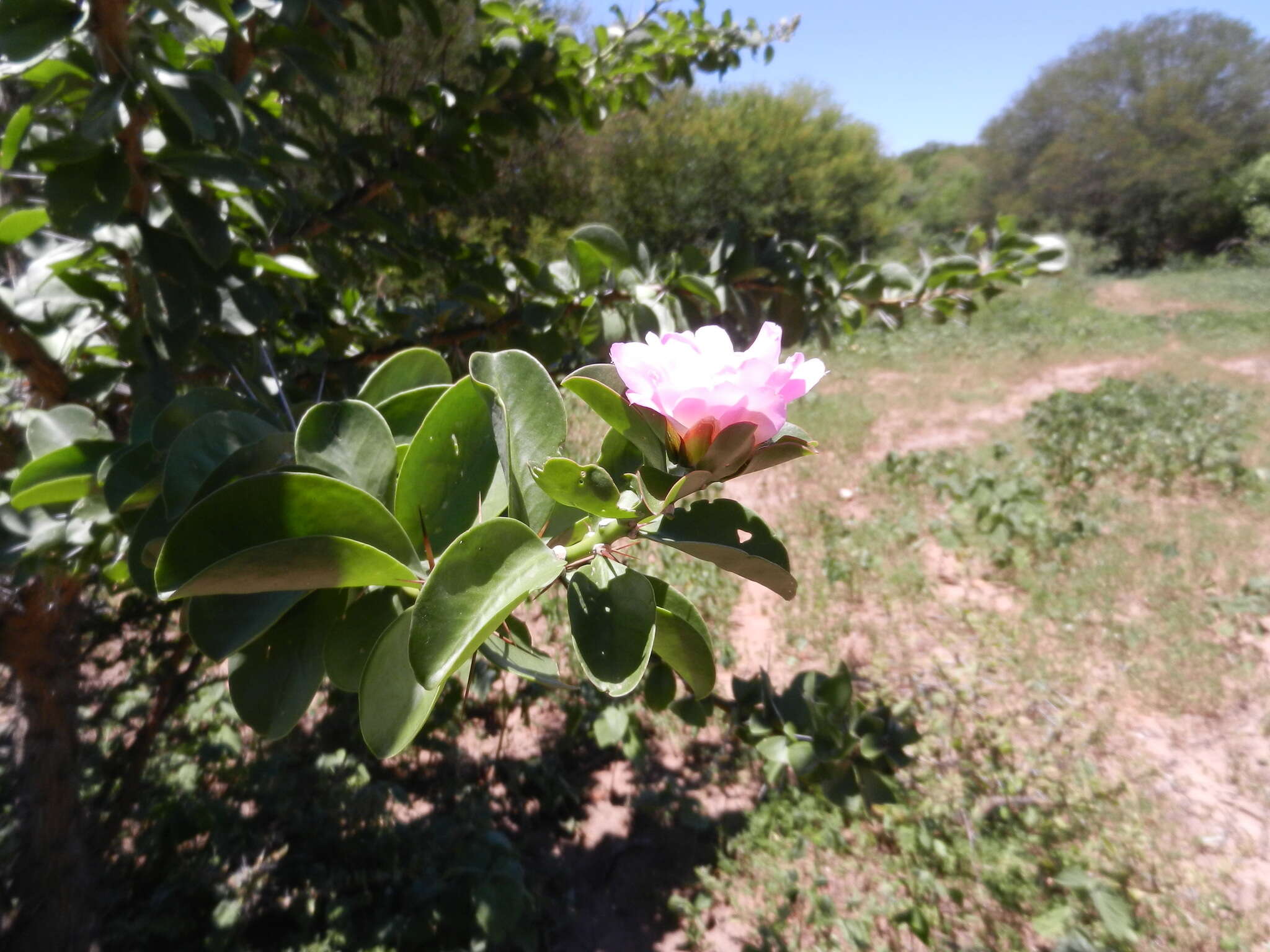 Image of Pereskia sacharosa Griseb.