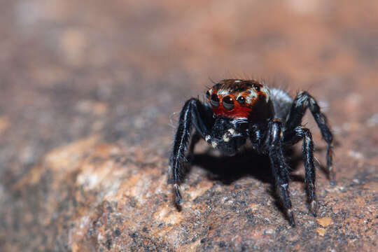 Image of Evarcha prosimilis Wesolowska & Cumming 2008