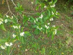 Image of Solanum pseudoquina A. St.-Hil.