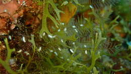 Image of podded hydroid