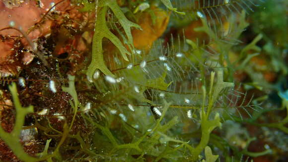 Image of podded hydroid