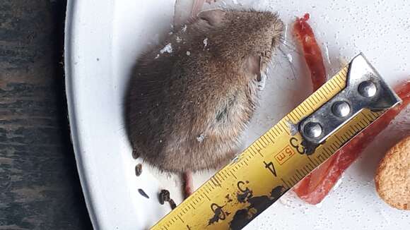 Image of Herb Field Mouse