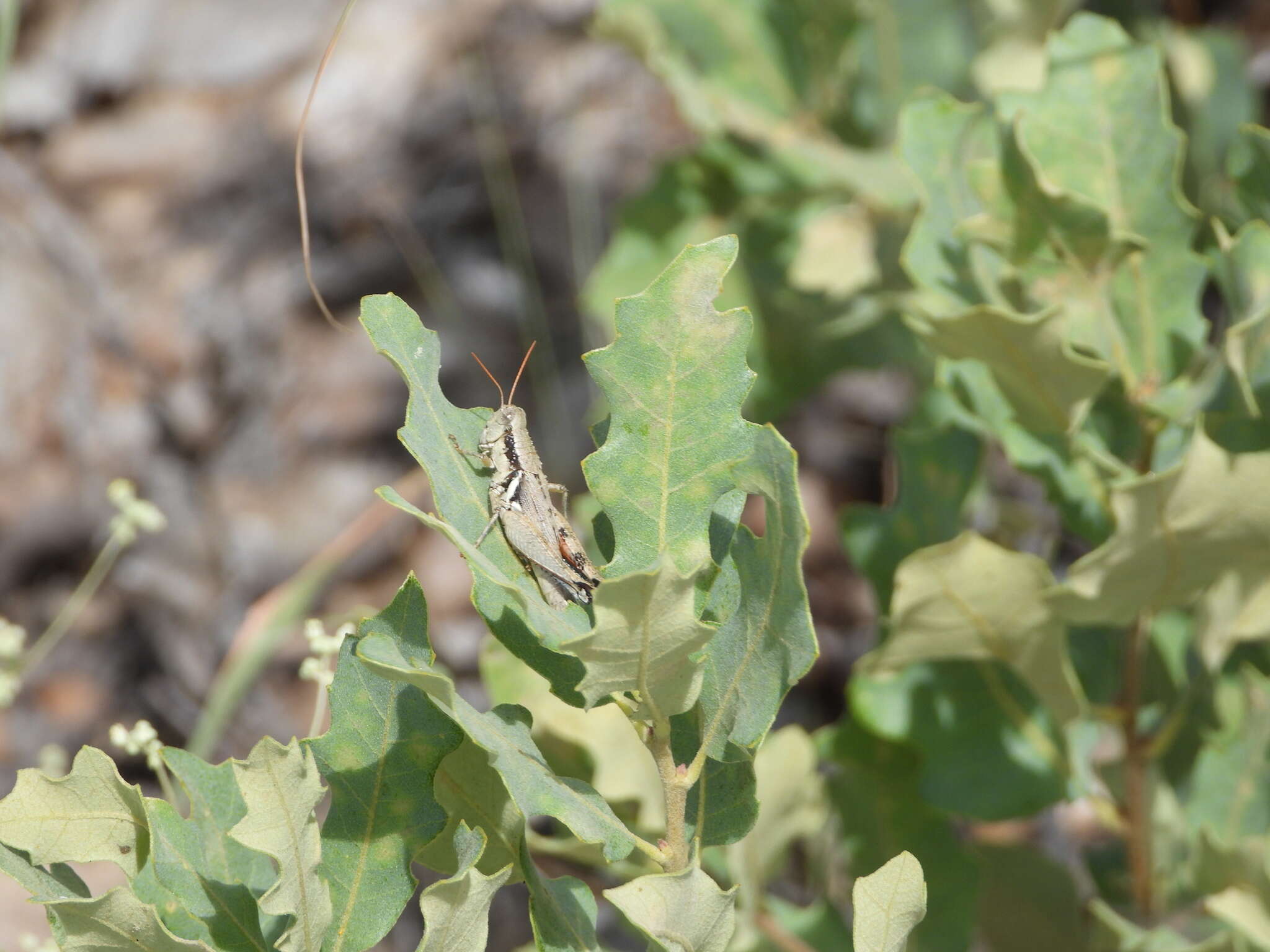 Melanoplus discolor (Scudder & S. H. 1878)的圖片