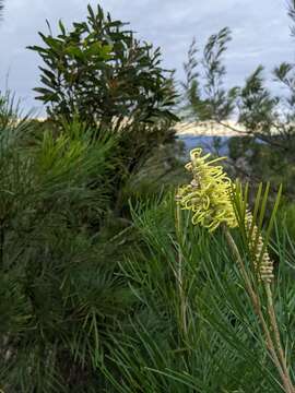 Image of Grevillea whiteana Mc Gill.