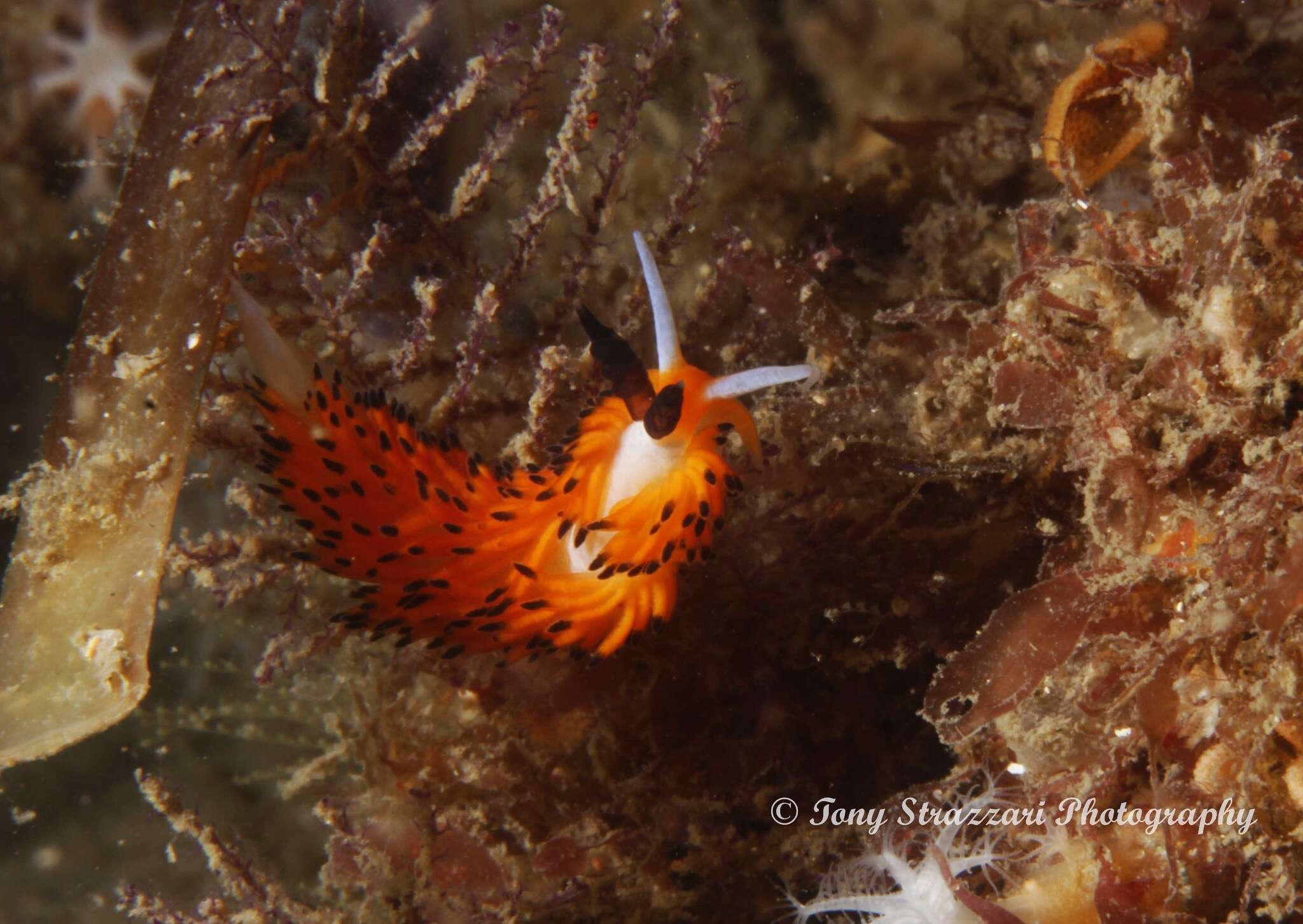 Image of Blacktip orange cerrata slug