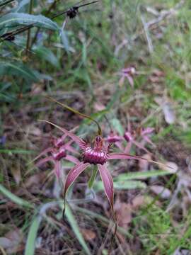 Image of Carousel spider orchid