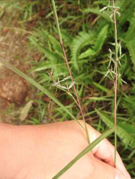 Image of Cymbopogon tortilis (J. Presl) A. Camus