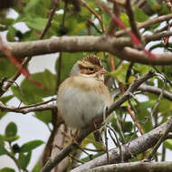 Image of Clay-colored Sparrow