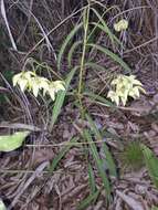 Image of Nephradenia linearis Benth. & Hook. fil.